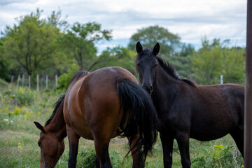 Fototapeta premium Beautiful Horses in Natural Landscape