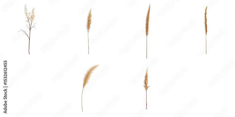 Poster assorted dried plants and stalks with a transparent background, isolated and arranged in a grid form