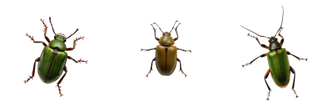 Clytra quadripunctata leaf beetles displayed in three orientations on a transparent background with detailed anatomy and vibrant coloration visible in the image