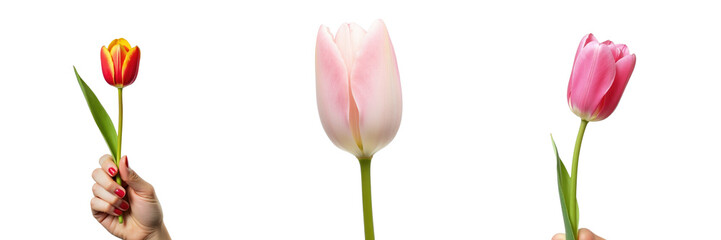 Three hands holding different tulips with vibrant colors against a transparent background symbolizing beauty and femininity. Suitable for themes of spring and celebration.