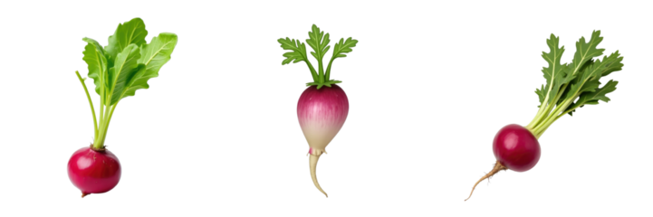 Three varieties of fresh radishes with green leaves isolated on a transparent background highlighting their vibrant colors and distinct shapes.