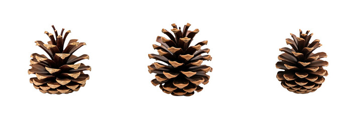 three-dimensional view of a single pine cone with detailed textured scales isolated on a transparent background for graphic design and artistic purposes