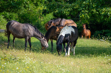 Fototapeta premium herd of horses grazing in a meadow