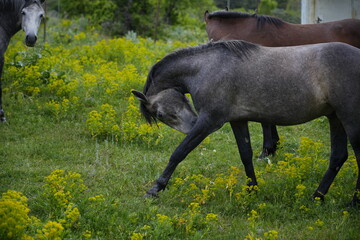 Beautiful Horses in Natural Landscape