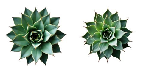 Two agave plants viewed from above on a transparent background showcasing distinct shapes and leaf arrangements with sharp tips and green hues.