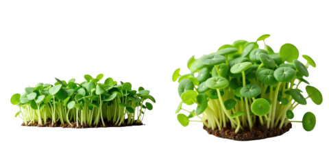 Different varieties of microgreens in various stages of growth on soil, featuring lush green leaves and stems isolated on transparent background with ample space for text