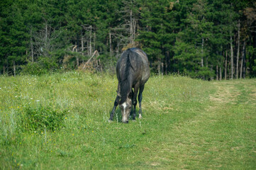 horse grazing on th emeadow