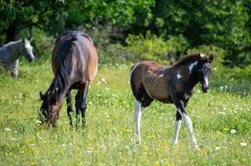horses on the meadow