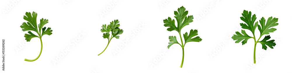 Poster fresh parsley leaves isolated on transparent background varying in size with distinct green color an