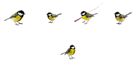Great tit Parus major with varying poses isolated on transparent background displaying distinct features of the bird in natural colors and clear details
