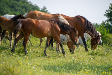  horses grazing in a meadow
