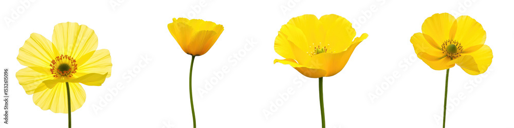 Poster yellow poppy flowers isolated on transparent background displaying various stages of bloom with dist