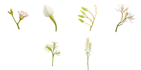 Side view of various aglaonema flower shoots and stems displayed individually against a transparent background highlighting unique floral structures and details