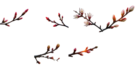 isolated tree branches with new pink and white buds on a transparent background symbolizing early spring growth and renewal with delicate details and textures