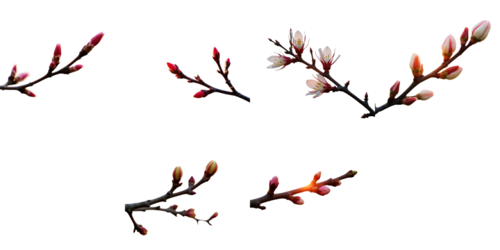isolated tree branches with new pink and white buds on a transparent background symbolizing early spring growth and renewal with delicate details and textures