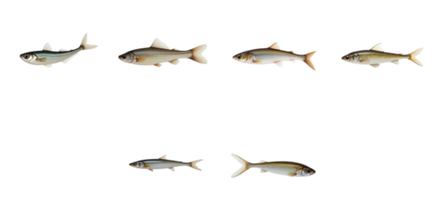 Smelt fish arranged in various poses isolated on transparent background showcasing their anatomy and coloration details for educational or graphic purposes