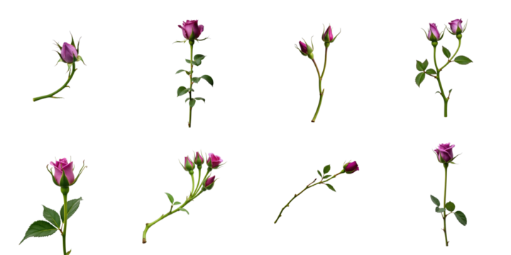 collection of isolated curly stems with purple rose buds on transparent background displaying various angles and arrangements of floral details