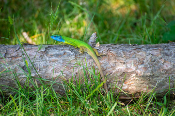 european green lizard on a tree