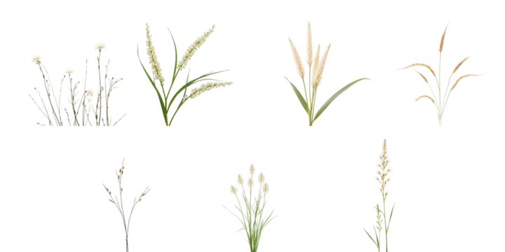 multiple varieties of grass and flowers isolated on transparent background showcasing distinct shapes colors and textures suitable for diverse design applications
