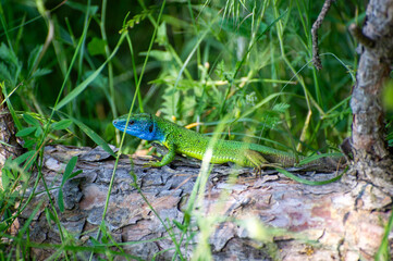 european green lizard on a tree