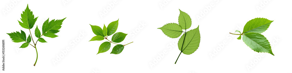 Poster collection of green leaves varied in shape and size isolated on a transparent background showcasing 