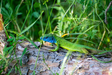 european green lizard on a tree