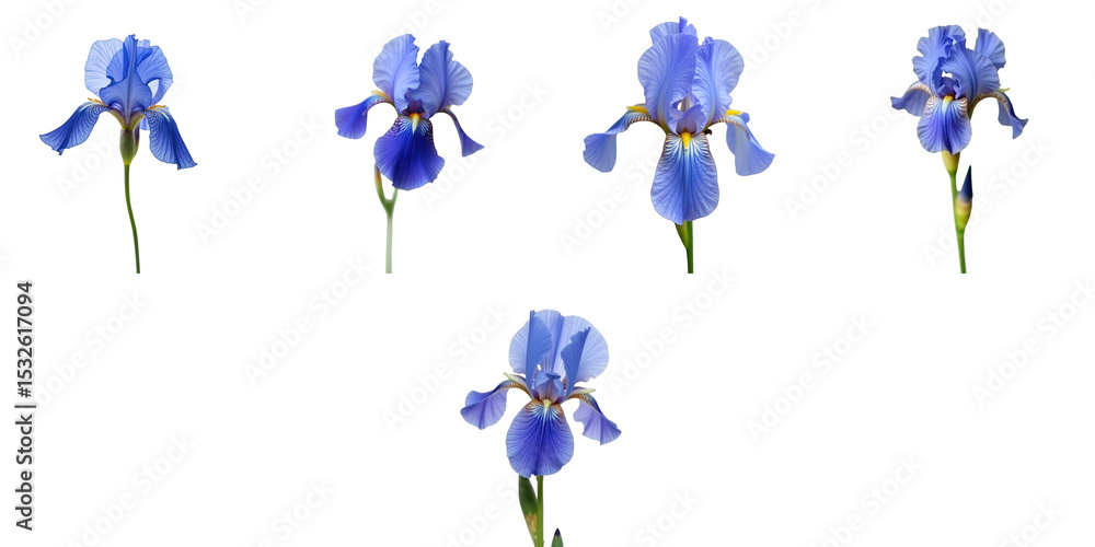 Poster collection of blue iris flowers isolated on transparent background displayed in various stages of bl
