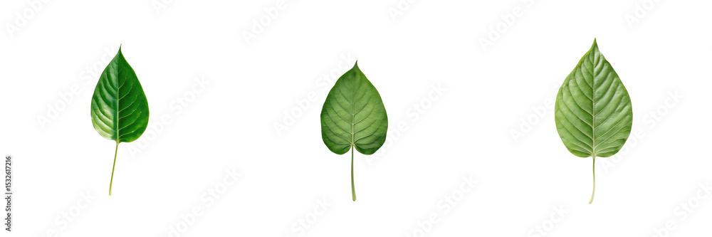 Poster three green leaves with distinct textures and shapes isolated on transparent background suitable for