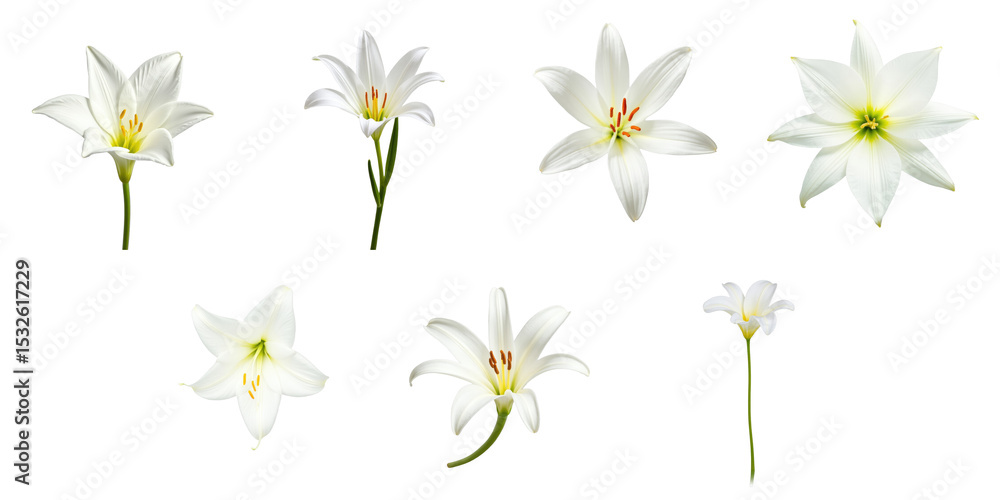 Poster A collection of various white wildflowers showcasing different stages and perspectives of Peruvian swamp lily on a transparent background with detailed features and distinct shapes.