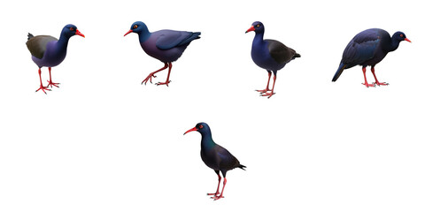 Purple Swamphen Porphyrio porphyrio bird illustrations showing different poses and angles against a transparent background for educational or design purposes
