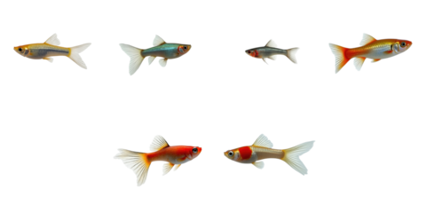 Guppy fish collection displaying various color mutations and patterns isolated on a transparent background for detailed examination and study purposes.