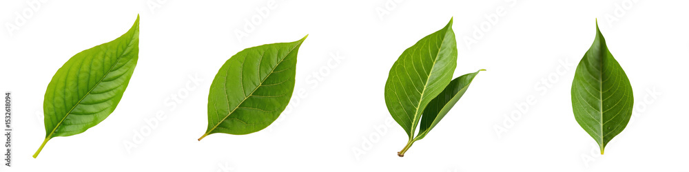 Poster green tea leaves collection with various shapes and sizes isolated on a transparent background each 