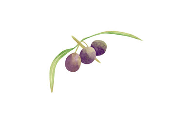 Watercolor olive branch. Botanical illustration with violet olive fruits, hand drawn branch with leaves for invitation design, greeting cards