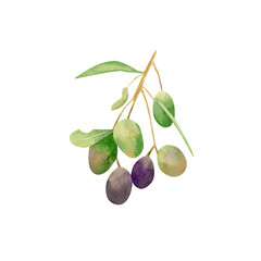 Watercolor olives branch. Botanical illustration with violet and green olive fruits, hand drawn branch with leaves for invitations design, wedding decor