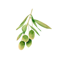 Watercolor olives branch. Botanical illustration with green olive fruits, hand drawn branch with leaves for invitations design, wedding decor