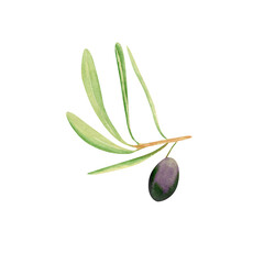 Watercolor olive branch. Botanical illustration with violet and green olive fruit, hand drawn branch with leaves