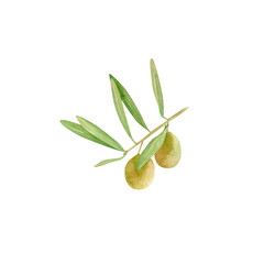 Watercolor olives branch. Botanical illustration with green olive fruits, hand drawn branch with leaves for invitations design, wedding decor, greeting cards