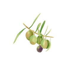Watercolor olive branch. Botanical illustration with violet and green olive fruits, hand drawn branch with leaves for invitation design, greeting cards
