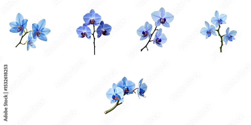 Poster group of five blue orchids with varying angles and orientations isolated on a transparent background