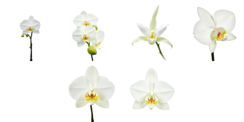 Phalaenopsis amabilis orchid collection featuring multiple white flowers with yellow accents displayed on a transparent background, isolated and visually striking composition for botanical study.
