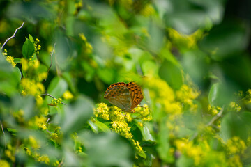 butterfly silver-washed fritillary perched on a flower