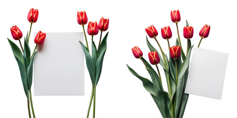 Red tulips with vibrant petals arranged alongside a blank white card on a transparent background illuminated by natural light for personalized greetings or messages