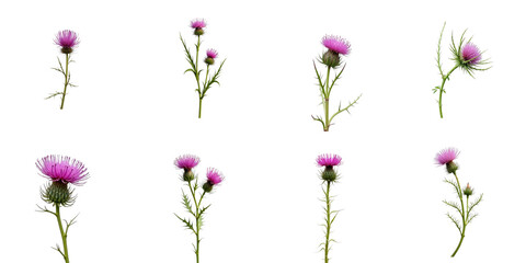 Isolated collection of dry thistle plants exhibiting variations in shape and bloom, featuring prominent purple flowers against a transparent background.