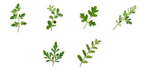 Assorted fresh oregano and marjoram leaves arranged in a group on a dark background highlighting their vibrant green colors and textures.