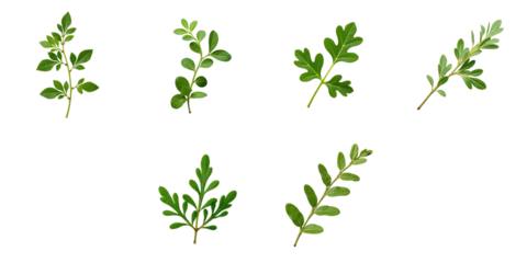 Assorted fresh oregano and marjoram leaves arranged in a group on a dark background highlighting their vibrant green colors and textures.