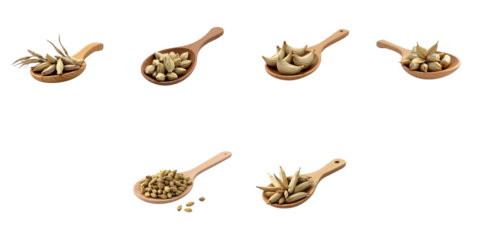 Collection of dried Amomum krervanh herbs and Siam Cardamom arranged in wooden spoons on a transparent background with transparent clipping path for easy integration into various designs.
