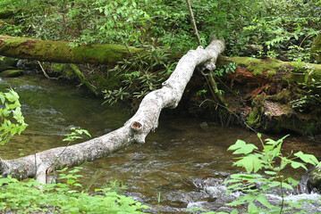 Log over the River