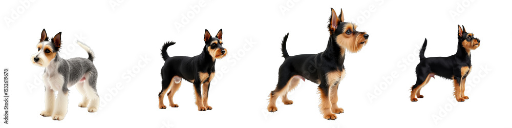 Aufkleber russian toy terrier breed variations standing in various poses on a transparent background displayin
