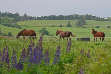 horses in meadow with lupine flowers 