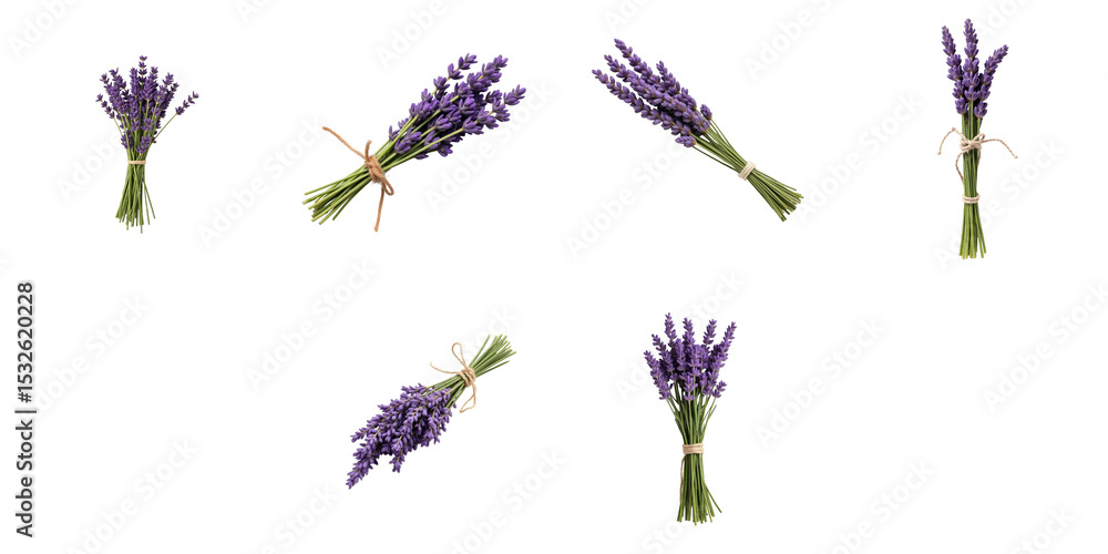 Poster bunched lavender flowers tied with strings arranged in various positions isolated on transparent bac